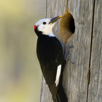 White-headed Woodpecker